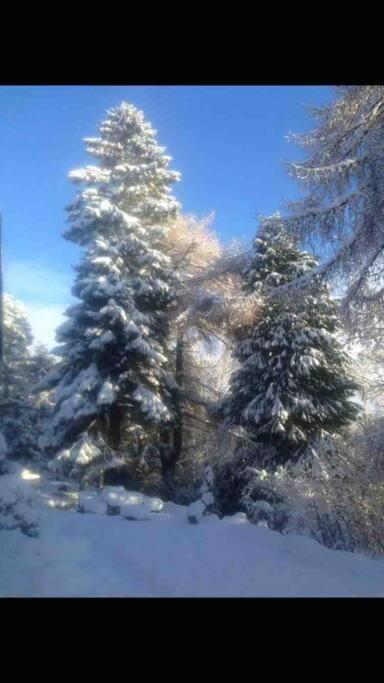The Beeches Studio, Highlands Of Scotland Newtonmore Εξωτερικό φωτογραφία